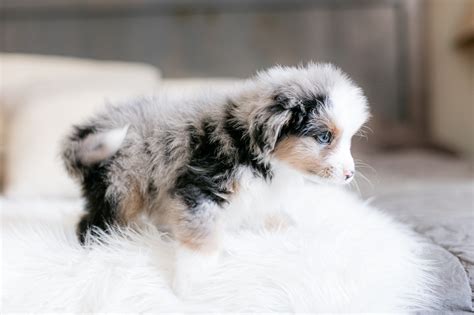 Bernese Aussie Australian Mountain Dog — STOKESHIRE