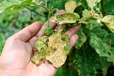 13 Eggplant Pests and Diseases That Can Destroy Your Harvest