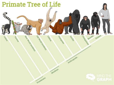 The Primate Family Tree Book - Tree Clipart Free