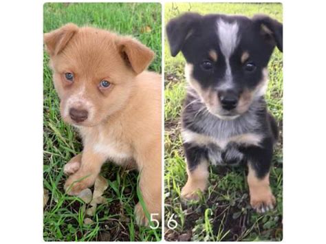 6 Texas heeler puppies available Abilene - Puppies for Sale Near Me