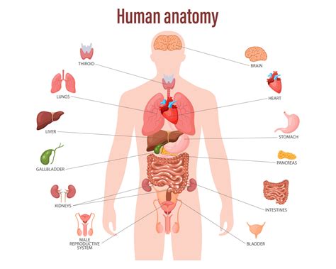 Human anatomy concept. Infographic poster with the internal organs of ...