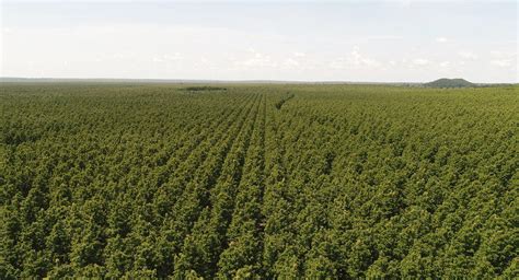 How to develop a successful teak plantation - TRC