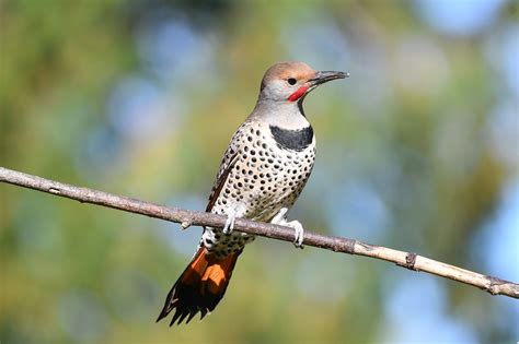 Red-Shafted Northern Flicker: Field Guide, Pictures, Habitat & Info ...