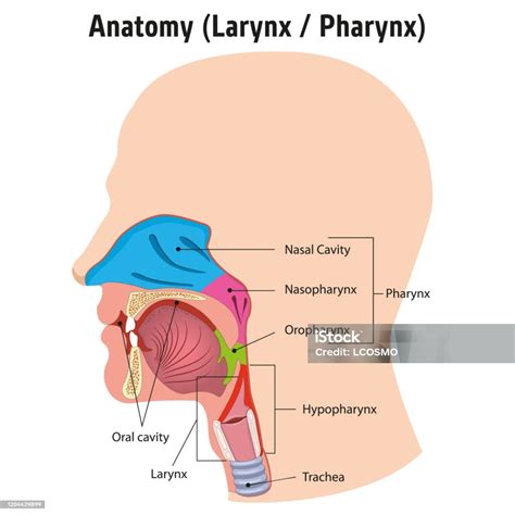 Laring Dan Internal Faring Anatomi Kepala Manusia Legenda Ideal Untuk Materi Pelatihan Dan ...