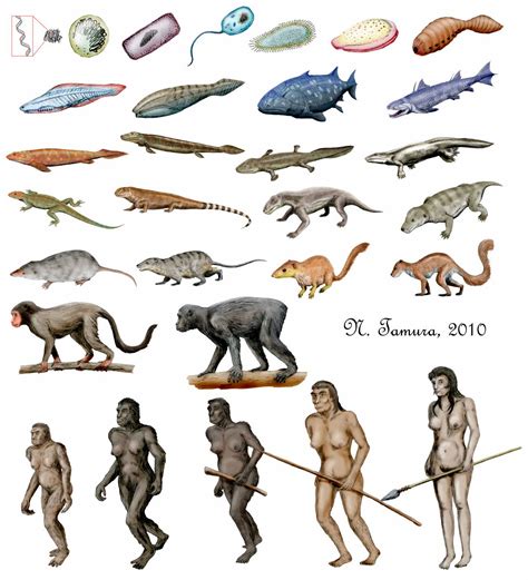 Human Mammals Evolution - Pets Lovers