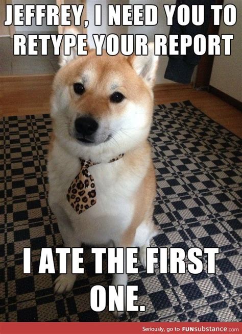 Business dog - FunSubstance.com | Dogs, Office dog, Funny pictures