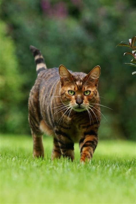 Toygers boast having short, close lying coats and as such they are low maintenance on the ...