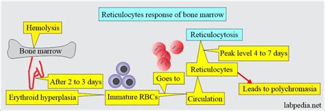 Reticulocyte count (retic count) and interpretations