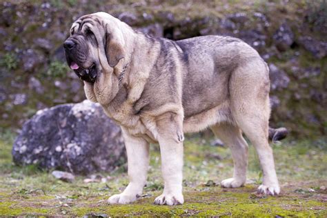 Spanish Mastiff: Dog Breed Characteristics & Care