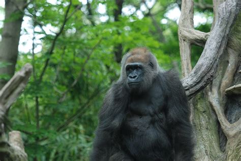 Gorillas @ The Bronx Zoo | Tammy Lo | Flickr