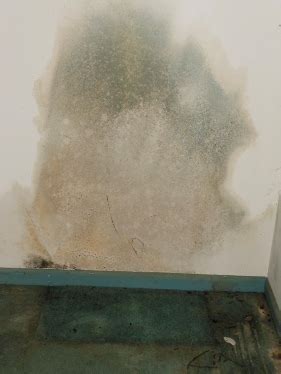 Is Blue Mold Dangerous? – DRYER VENT & AIR DUCT CLEANING IN OTTAWA