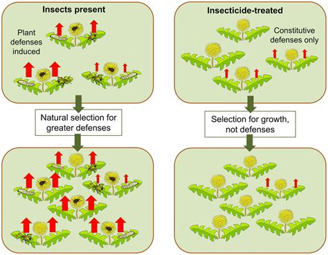 Digest: Plants adapt under attack: genotypic selection and phenotypic plasticity under herbivore ...