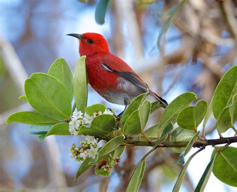 'Apapane | Beautiful birds, Volcano national park, Hawaii island