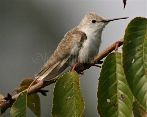 Leucistic Ruby-throated Hummingbird - Window to Wildlife - Photography ...