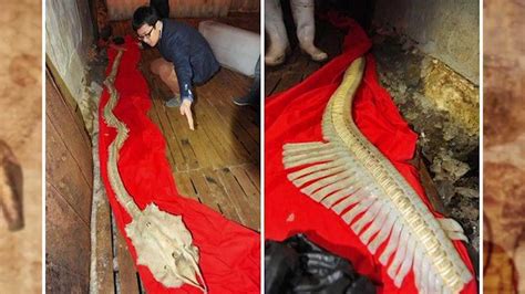 REAL GIANT DRAGON BONES DISCOVERED!! - YouTube