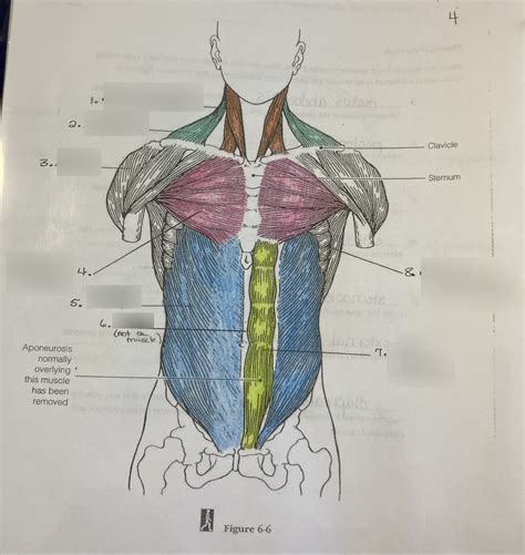 Posterior Trunk Muscles Labeled