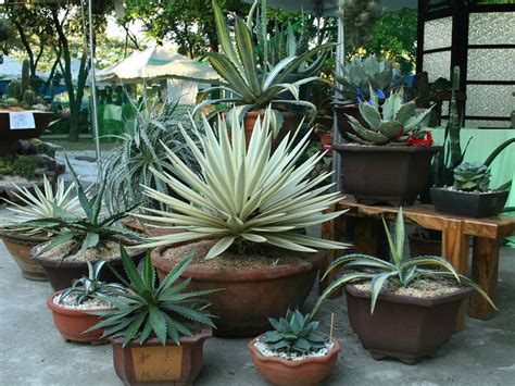 How to Grow and Care for Agave - World of Succulents