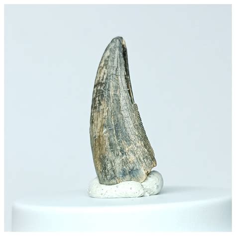 Kryptops palaios Abelisaurid Theropod Dinosaur Tooth Cretaceous Elrhaz ...