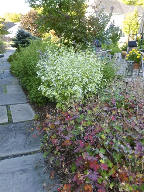 Plant Inventory at 20 Timothy : Caryopteris / Himalayan Blue Mist Shrub