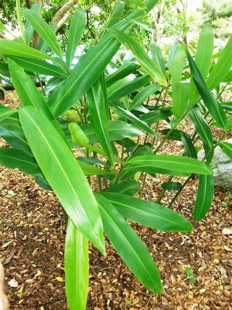 Alpinia caerulea Native Ginger, blue Seeds 4 sale OZ $4+p/p - Sunblest ...