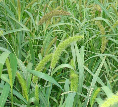 Golden German Foxtail Millet Hay Silage Forage Pasture Crop Non-GMO Garden Seeds - Other Seeds ...