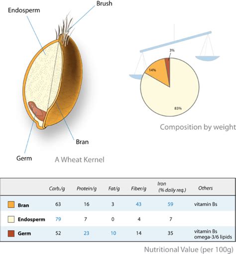 What is the Function of the Endosperm - Pediaa.Com