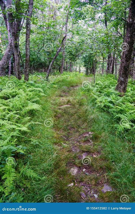 Hiking Trail in the Blue Ridge Mountains Stock Photo - Image of american, landscape: 155412582