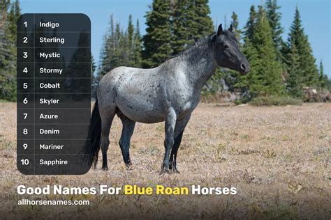 750+ Good Horse Names For Every Personality And Breed