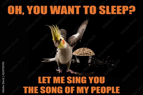 Funny Parrot meme, you want to sleep?, Let me sing you the song of my people. cool memes and ...