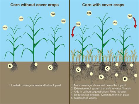 Green Revolution: Incredible Benefits of Cover Crops - Phonemantra