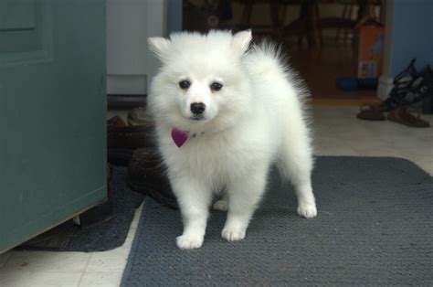 Miniature American Eskimo Pomeranian Mix For Sale - Pets Lovers