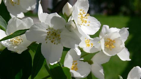 #inspiração Flores brancas de jasmim | Jasmim, Flor de jasmim e Imagens de flores