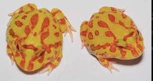 Albino Pacman Frog for sale Online - Reptiles Heaven