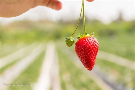 Stalbetut - Strawberry Picking, Hod HaSharon - Visitors Guide