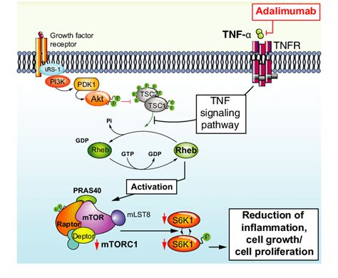 Overview of adalimumab action mechanism that inhibits mTOR pathway. | Download Scientific Diagram