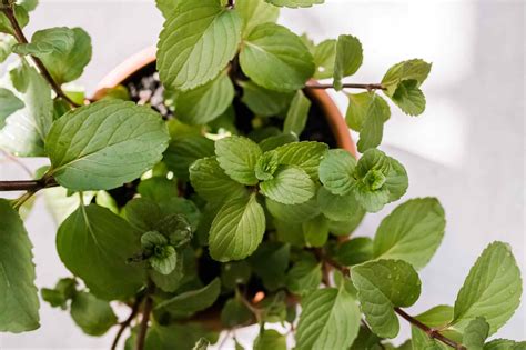 How to Grow and Care for Chocolate Mint