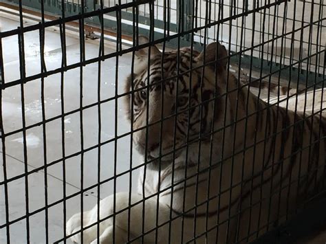 Big Cat Habitat: Just Another Seedy Roadside Zoo | PETA