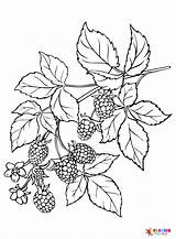 Blackberry Coloring Pages Printable For Free Download sketch template
