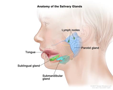 What is the role of Saliva in the Digestion of Food? - CBSE Class Notes Online - Classnotes123