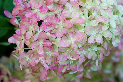 Free photo: Hydrangeas, Pink, Green, Floral - Free Image on Pixabay - 2662230