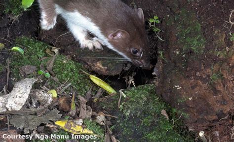 Enviro-imprints – timeline — Science Learning Hub