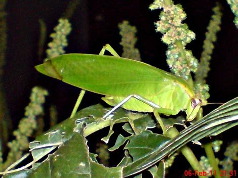 Klasifikasi Keluarga Belalang Daun (Family Tettigoniidae)