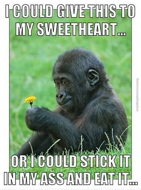 45 Very Funny Monkey Meme, Images, Gifs, Photos & Pictures - Picsmine