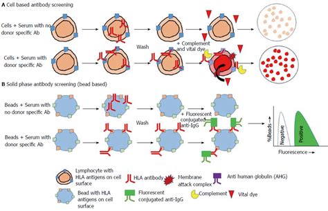 Human leukocyte antigen typing and crossmatch: A comprehensive review