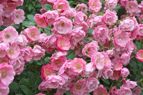 Pruning and Training Climbing Roses Step by Step