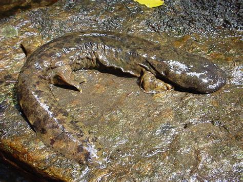 Hellbender Salamander Facts, Size, Habitat, Diet, Pictures