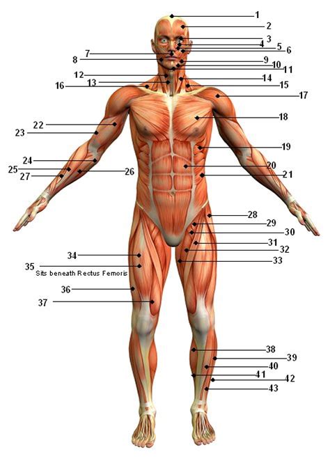 Major Muscles of the Human Body (Anterior) Quiz - By MKSchraibs