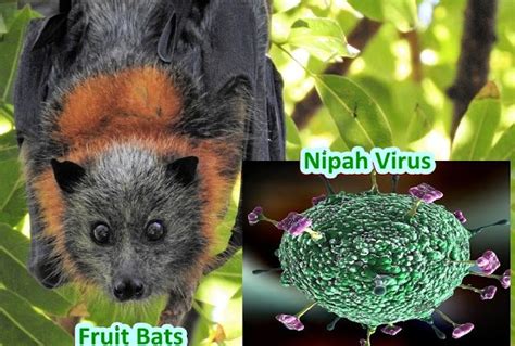 Nipah virus: Structure and genome, mode of transmission, Pathogenesis ...