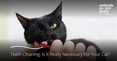 Cat Teeth Cleaning: Is It Really Necessary for Your Cat? - Animal Matter To Me