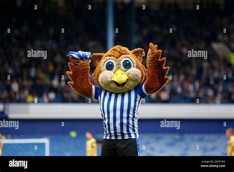 Ozzie owl hi-res stock photography and images - Alamy